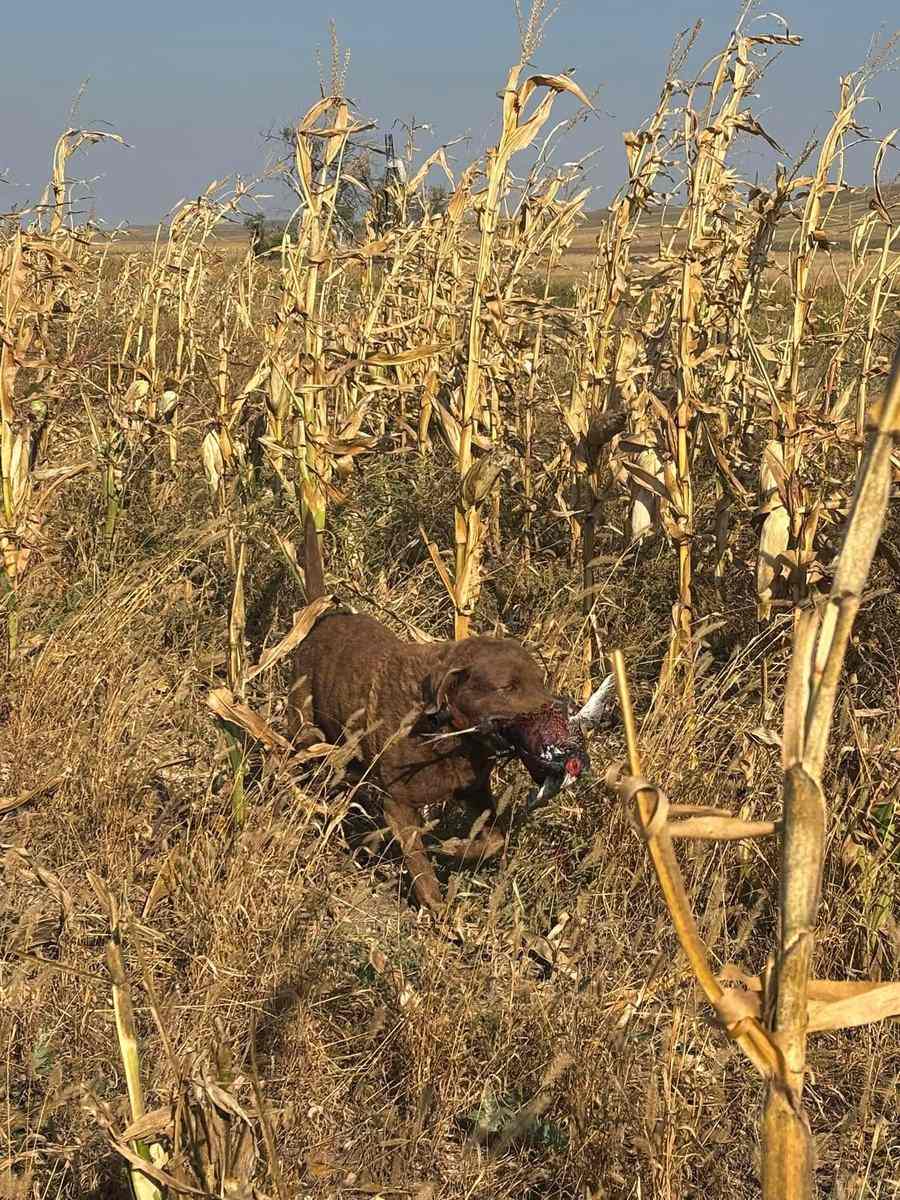 Brown bird dog retrieving a rooster pheasant through standing corn