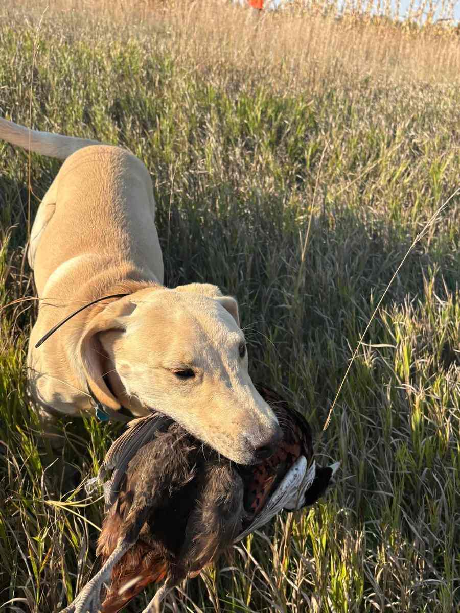 Yellow Labrador carrying a rooster pheasant back through the grass